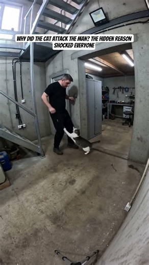 Why did the cat attack the man?