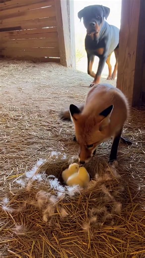 A dramatic barnyard encounter shows a sly fox caught trying to steal from a nest of chicks. The farm's guardian Rottweiler calmly pins the predator down with its massive paw, leaving the fox in total shock. This viral moment highlights the incredible protective nature of the breed. This video is AI-generated for entertainment purposes. | Paul Vu