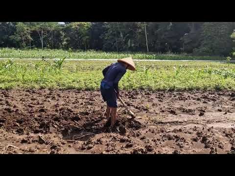 SIMPLE & EASY AGRICULTURAL LAND PREPARATION PROCESS FOR FARMERS! 🚜🌱 - Agriculture farming