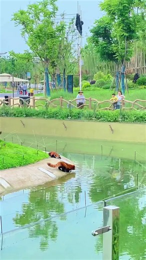cute redpanda (@cutelesser_panda)’s video of red panda trying to be scary
