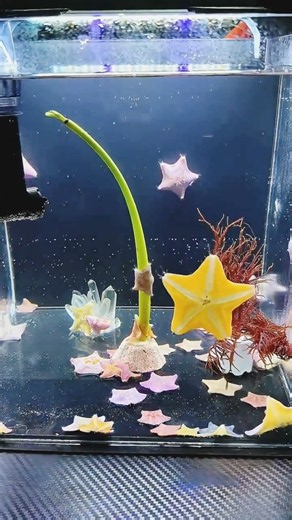 A Magical Underwater World Full of Colorful Starfish! 🌟🌊 #Shorts