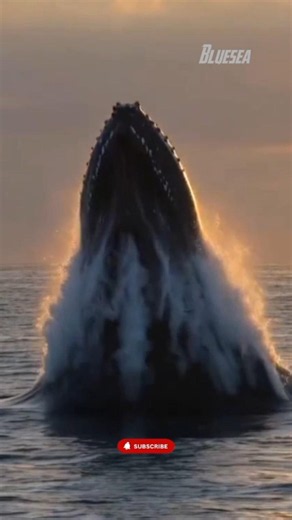 The Moment a Giant Humpback Whale Explodes Out of the Ocean! 🐋🌊 #short #sea #humpbackwhale