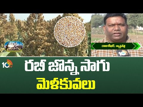 Rabi Sorghum Cultivation - Techniques | రబీ జొన్న సాగు - మెళకువలు | Matti Maniahi | 10TV