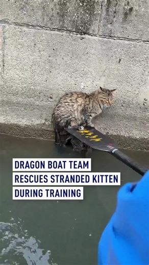 During a routine training session in East China’s Suzhou City, Jiangsu Province, a dragon boat team spotted a kitten trapped by the riverbank. Without hesitation, the team turned back and used their paddles to carefully lift the scared little kitten to safety. #DragonBoat #KittenRescue #Heartwarming #Suzhou #Animals