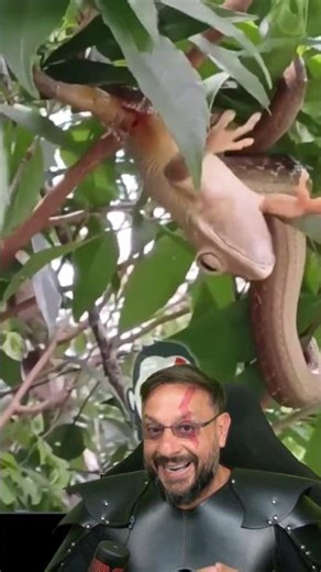 Cobra-espada predando uma perereca #biologohenrique #animais #bichoesperto #biologo