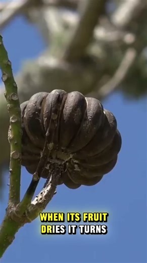 This Tree EXPLODES! 🌳💥 The Most Dangerous Tree in the World (Sandbox Tree)