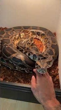 ONE Of The Reasons Burmese Pythons Make Great Pets! 😊🐍 #reptiles #burmesepython #snake