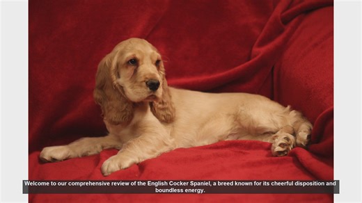 English Cocker Spaniel: The Ultimate Guide to a Cheerful and Energetic Breed