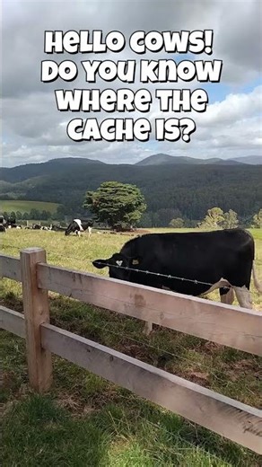 Cows & Views GEOCACHE Hunt #treasuresearch #geocache