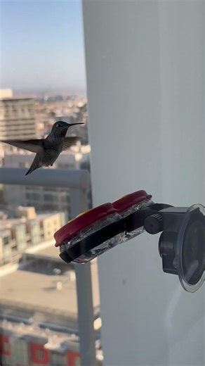 Hummingbird Stops by High-Rise Balcony for a Snack