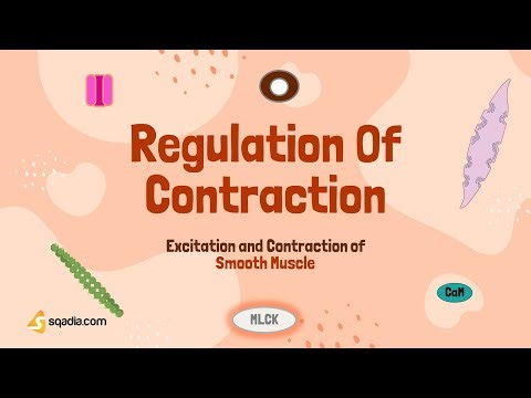 Excitation and Contraction of Smooth Muscle | Regulation of Contraction