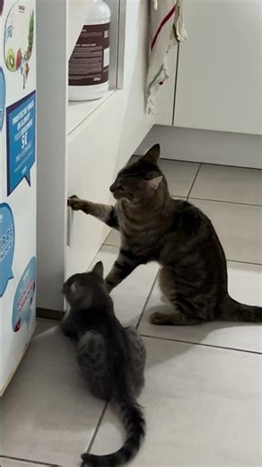 Clever Cat Figures Out How to Open Kitchen Cabinet