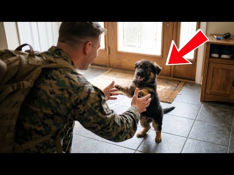 What Happens When a German Shepherd Sees His Marine Dad After 1 Year? His Reaction Is Pure Love!
