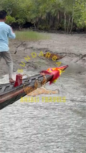 Sundarban tour | Sundarban tour package 2026 | Sundarban package | Sundarban tour 2026 #tiger