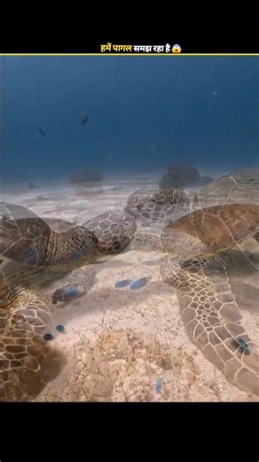 Amazing Turtles You Didn’t Know Exist! 🐢😱 Australian, Chinese & Strange Breathing Turtle Facts