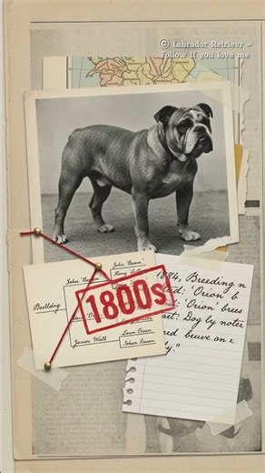 The Incredible Evolution of the Labrador Retriever 🐾 | From Fishermen to Family Dog #Shorts