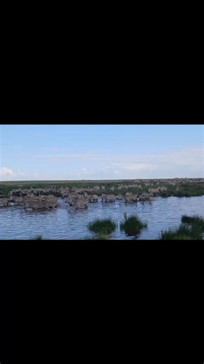 Tanzania safari 5-Day Best of Tanzania Safari Northern Circuit This 5 Day Tanzania Lodge and Tented Camp Safari allows us experience the highlights of the Northern Safari Circuit. We experience breathtaking wildlife in the midst of diverse landscapes; monkeys in the forest, lions in the trees, elephants amongst the acacias and a huge variety of animals inside a collapsed volcano. We also visit The Serengeti National Park, home to some 3 million animals. These spectacular grass plains offer the b