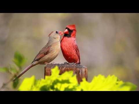 Great is Thy Faithfulness (Instrumental) 4k - Traditional Beautiful Hymn - Arranged by Tim Janis