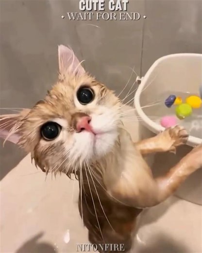 Others Cats vs Hungry Cat 💔😢#shorts #catlovers #petlovers #cute #cat #emotional #cats #kitten