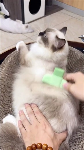 A satisfying tool pet owners love 👀 #dhgate #dhgatefinds #coolgadgets