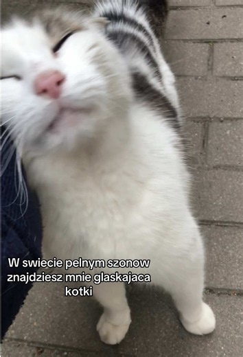 W świecie pełnym szumów znajdziesz mnie głaskającą kotki