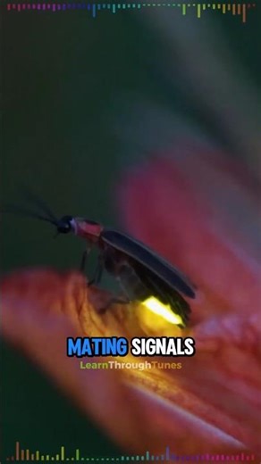 Why Bright Nights Are Wiping Out Fireflies ✨💔