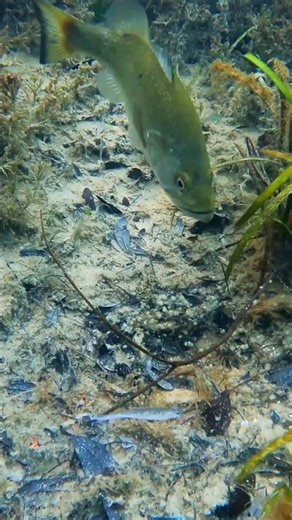 🤑 You Have To See This Bait Quiver!! 🤑