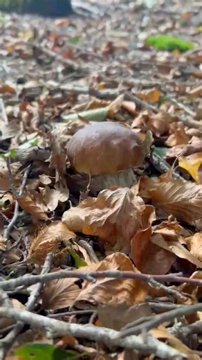 Il porcino nella tempesta!⛈️ 🍄‍🟫 By Pasquini Roberto #mushroom #nature #boletus #funghi #foraging