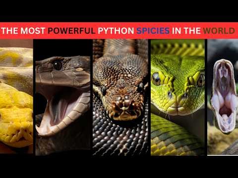 10 Biggest and Most Powerful Python Species Ever Found