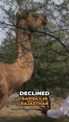 Rajasthan Camel Crisis – Population Drops Drastically! 🐪😱📉 #camel #rajasthan #crisis #wildlife