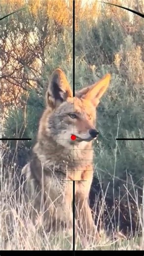 Wolf Hunting | Caccia al lupo | Chasse au loup