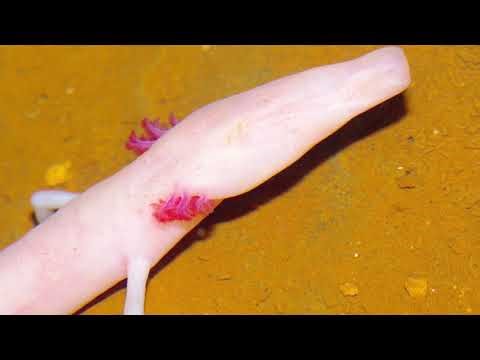 Meet the Olm, the Blind Cave Salamander That Can Live 100 Years