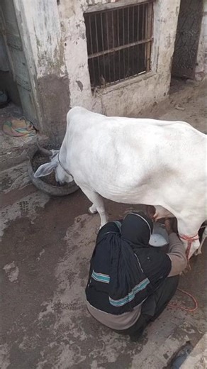 Pure Rural Life | A Woman Milking a Cow