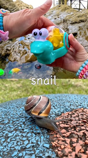 Bug Insect Names for Kids to Learn at the Rock Pool: Snail Stick Insect Fly Scorpion Mosquito
