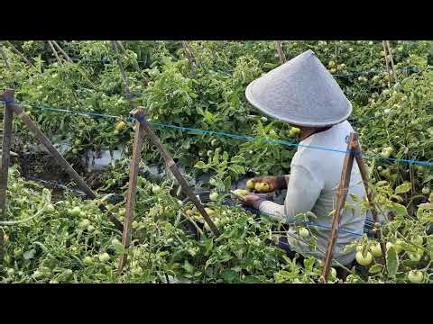 FRESH RED TOMATO PICKING BY BARE HANDS SO SATISFYING! - Agriculture farming