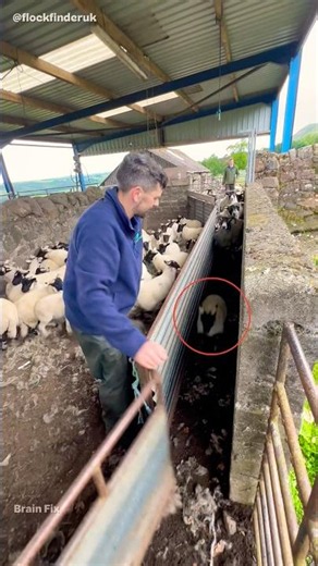 Smart Sheep's funny story! 🐏