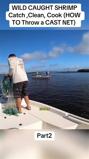 WILD CAUGHT SHRIMP Catch ,Clean, Cook (HOW TO Throw a CAST NET) part2#fishing #fish #fishtok