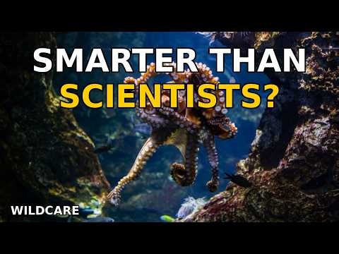 The Octopus That Outsmarted Every Scientist | Animal Intelligence Documentary