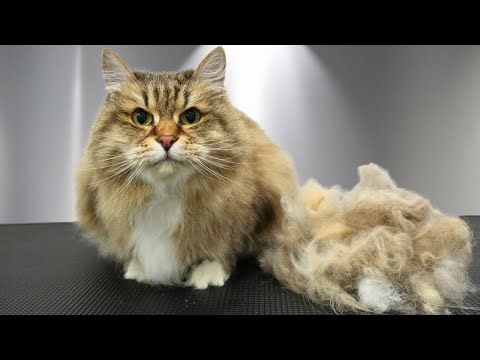 I Wasn’t Sure This Senior Cat Could Handle This Groom...