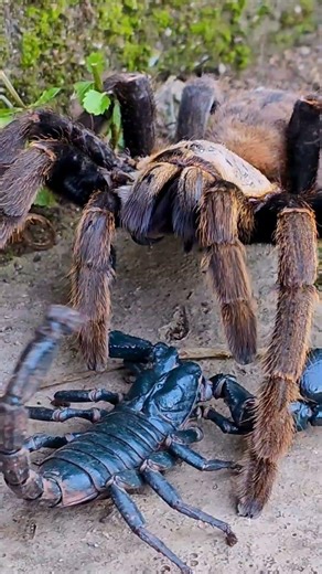 Deadly Face-Off: Giant Tarantula vs Venomous Scorpion!