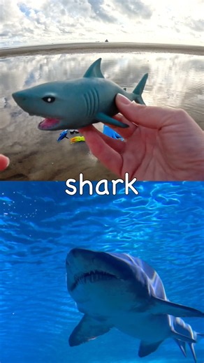 Kids Learn | Sea Animal Names at the Beach: Squid Shark Whale Dolphin Seahorse