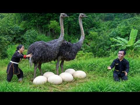 OSTRICHES IN THE WILD | Dwarf Family Finds the Secret to Catching Giant Wild Ostriches Alive Today