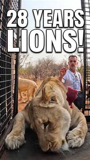 Working with LIONS - 28 Years! #shorts #cat #lion