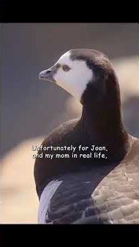Animal Documentary, Larry is an idiot Barnacle geese father #geese #barnaclegoose #birds #animals