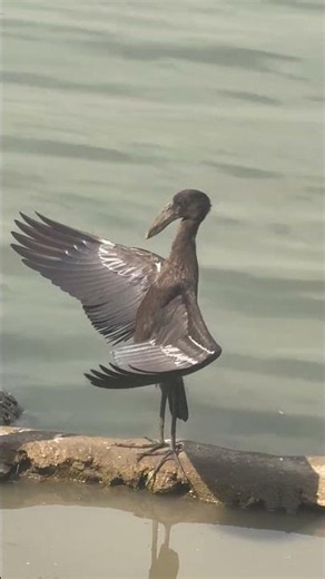 Bird Spreads Wings Like Canopy to Shade Water for Fish