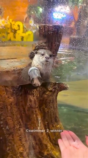 This Otter Will Melt Your Heart 🦦❤️