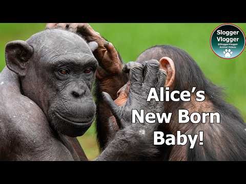 Alice’s Baby Surprise: Special Chester Zoo Update (The whole picture)
