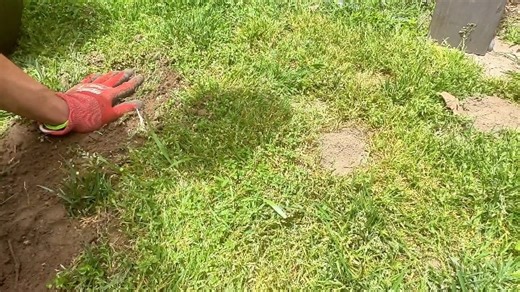 Watch Does this Gopher Gasser really work? on Amazon Live