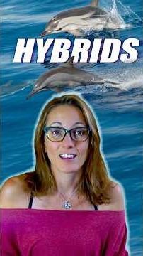 The Dolphin Species That Fooled Marine Biologists for Years