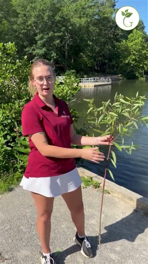 Weedy Wednesdays: Hemp Dogbane